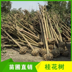 懿景园林 占地桂花树处理 小区庭院观赏性绿化苗木