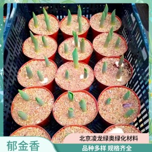 凌龙绿奥 郁金香 园林景观工程盆栽花苗 清明五一节日观赏花卉