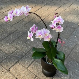 蝴蝶兰小苗批发 盆栽盆景绿植 花坛花境室内观赏性花卉