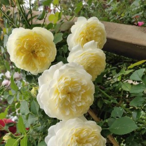 胜杰腾达多色系月季花苗圃 盆栽垂直绿化优选花卉