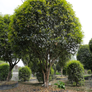 求购桂花地径12公分